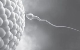 Что показывает спермограмма: расшифровка анализа, показатели