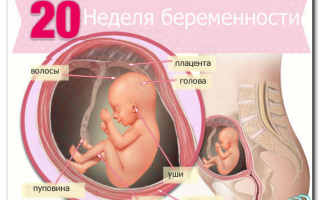 Узи на 20 неделе беременности: фото, показатели, нормы