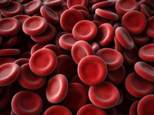 Фракции белков крови в биохимическом анализе: что это такое, расшифровка