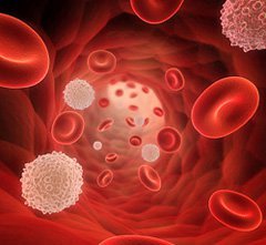 Лимфоциты: норма в крови, что это такое, где образуются?