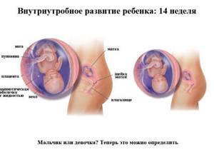 Фото размера плода на УЗИ на 14 неделе беременности