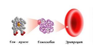 Функции гемоглобина: строение, за что отвечает?