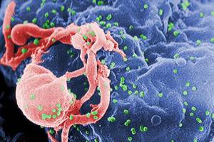 Анализ крови на ВИЧ: показатели, сроки готовности, расшифровка