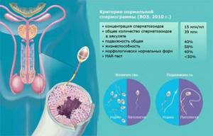 Спермограмма по Крюгеру: назначение и расшифровка