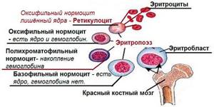 Ретикулоциты: обозначение в анализе крови, что это такое?