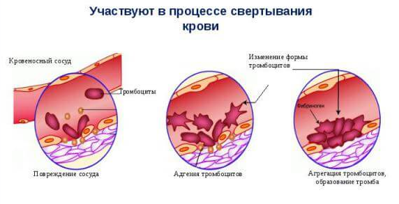 Тромбоциты повышены в крови у взрослого: что это значит, причины, лечение