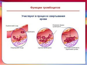 Тромбокрит: норма в крови, что это такое?