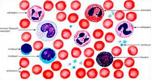 Лейкоциты в крови повышены у мужчин: причины, что предпринять?