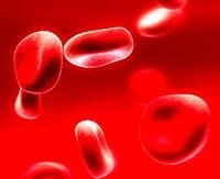 Нейтрофилы в крови: функции, что это такое, обозначение в анализе, норма