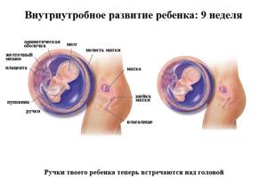 Фото размера плода на УЗИ на 9 неделе беременности