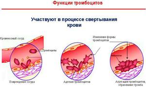 Норма тромбоцитов в крови и отклонение показателей в анализе