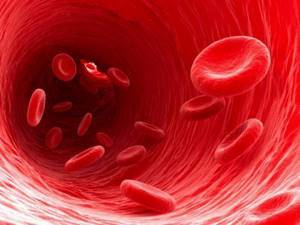 mcv в анализе крови: расшифровка, нормы, что это такое?