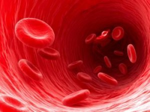 Норма общего белка в крови у женщин и мужчин, причины отклонения