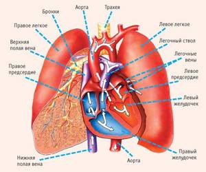 МРТ сердца: делают ли и что показывает?