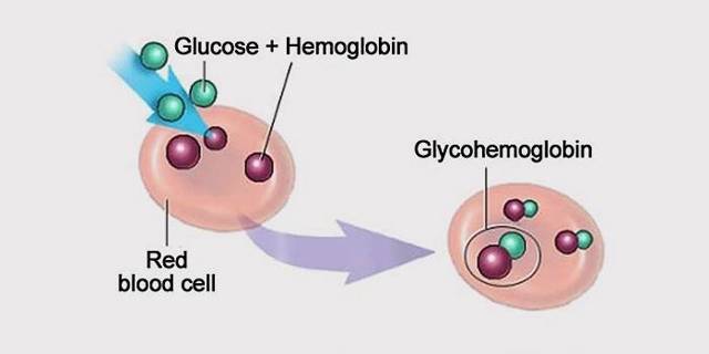 Гликемический гемоглобин: норма при диабете, причины отклонения