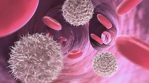 Лимфоциты: норма в крови, что это такое, где образуются?