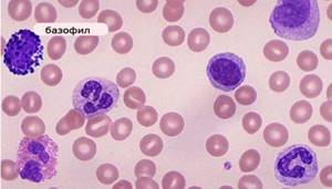 Виды лейкоцитов в крови и их функции