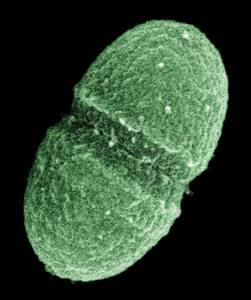 enterococcus faecalis в мазке у женщин и мужчин: о чем это говорит?