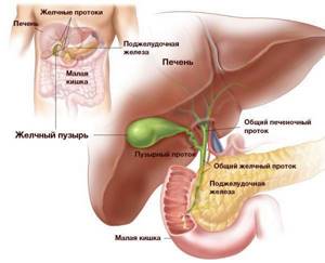 Что входит в УЗИ брюшной полости – какие органы проверяют?