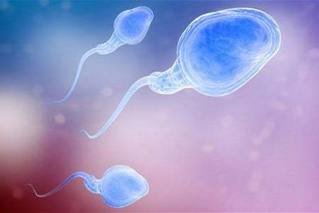 Фрагментация ДНК сперматозоидов: что это такое, методы исследования