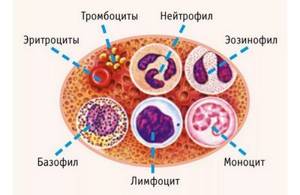 Моноциты в крови: за что отвечают, функции, норма