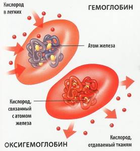 Виды гемоглобина в крови человека: функции, диагностика
