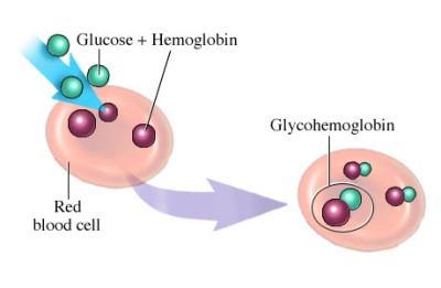 Гликозилированный гемоглобин: норма у женщин, что показывает?