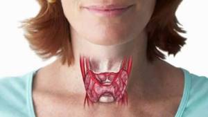 УЗИ щитовидной железы: что показывает, как делают?