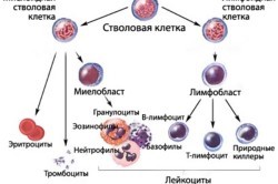 Эозинофилы в крови: как обозначаются в анализе, функции, норма