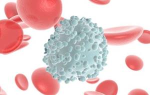 Функции лимфоцитов в крови: за что отвечают?