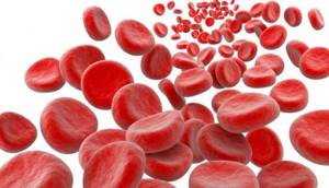 Базофилы повышены у ребенка в крови: возможные причины