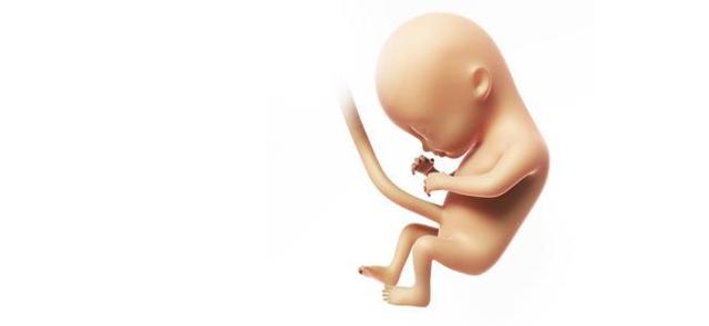 УЗИ на 16 неделе беременности: фото, размер плода, особенности