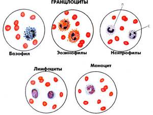 Виды лейкоцитов в крови и их функции