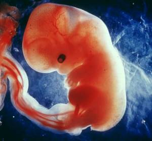 Фото размера плода на УЗИ на 6 неделе беременности: что покажет и как делают?