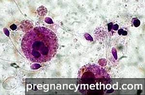 Лейкоциты в сперме: норма, причины повышения, лечение и профилактика