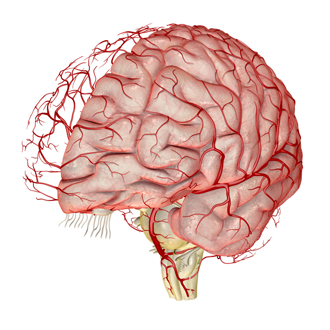 Эхоэнцефалография головного мозга – что это за процедура и как ее делают?