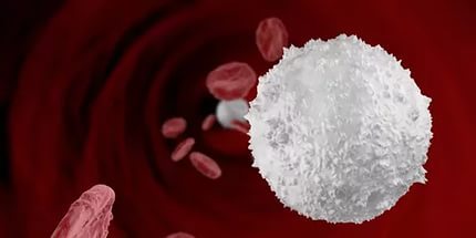 Лейкоциты в крови понижены у женщин: причины, что это значит?