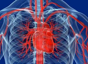 МРТ сердца: делают ли и что показывает?