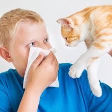 Анализ крови на аллергены у детей и взрослых: расшифровка, определение
