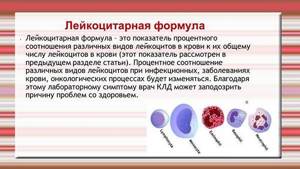 Лейкоцитарная формула крови: расшифровка у взрослых, норма и показатели