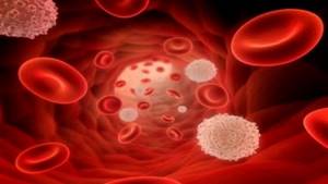 Норма лейкоцитов в крови у детей (таблица) и причины отклонения