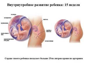 Фото УЗИ размера плода на 15 неделе беременности