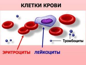 Норма эритроцитов в крови у женщин по возрасту (таблица)