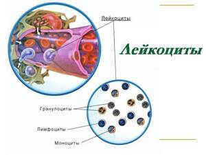Функции лейкоцитов – за что отвечают?